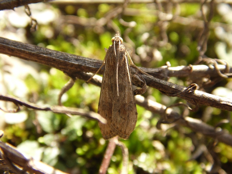 Nomophila noctuella?